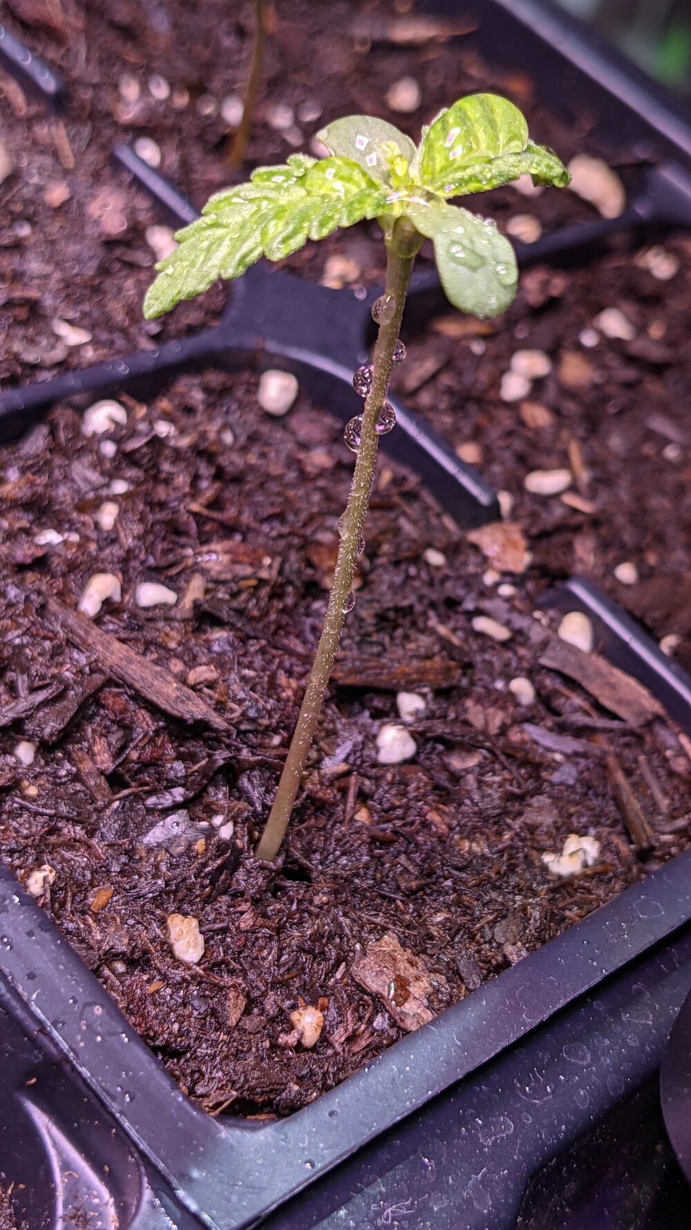 Northern Lights strain in Weedcraft Inc