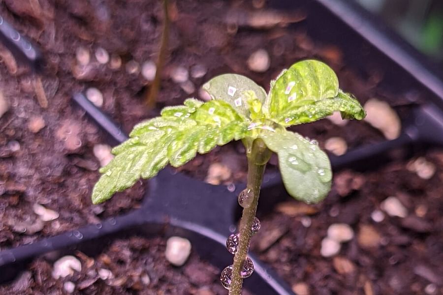 Northern Lights strain in Weedcraft Inc