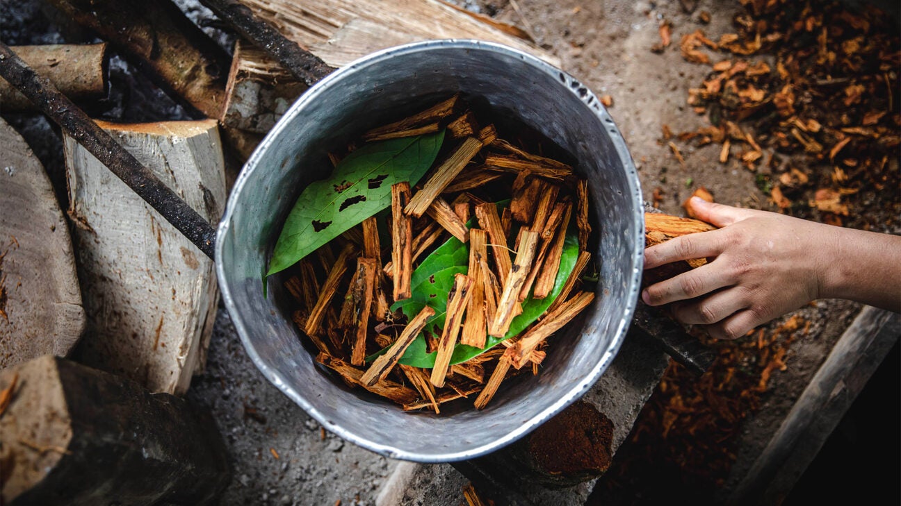 ayahuasca brain research