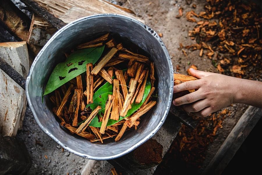 ayahuasca brain research