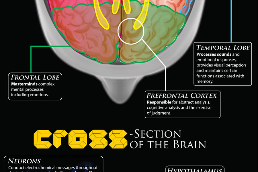 emotional response brain activity