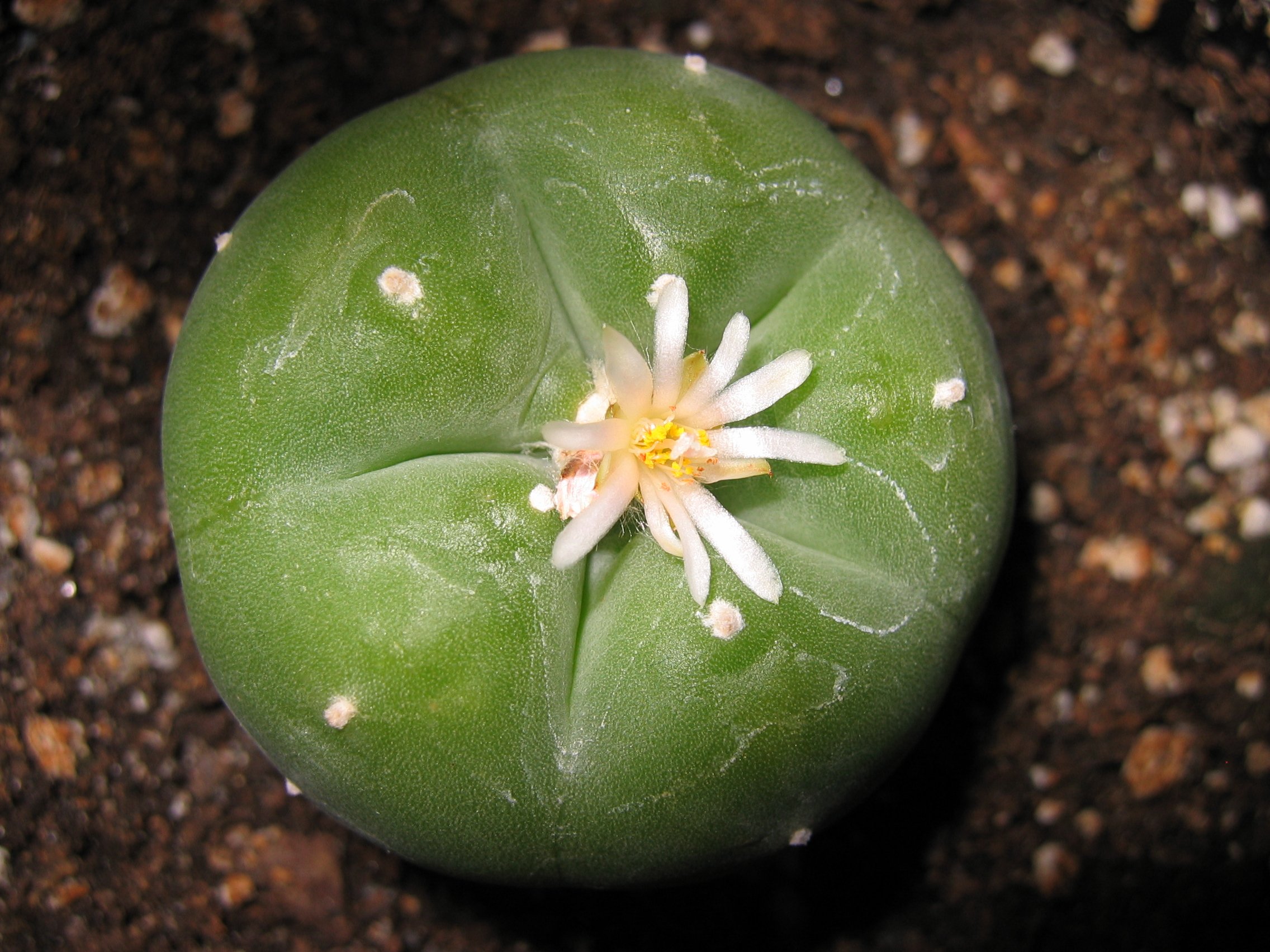 peyote conservation research