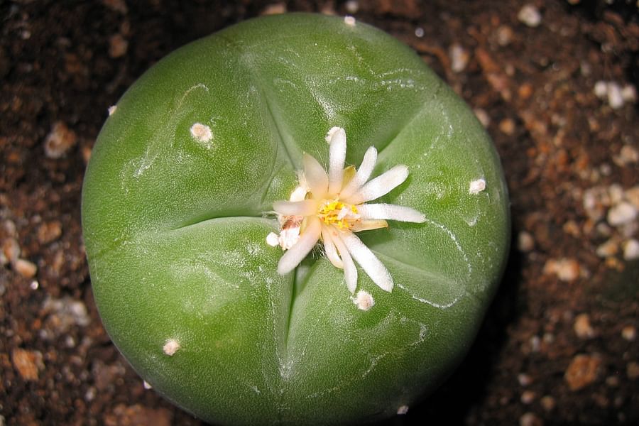 peyote conservation research