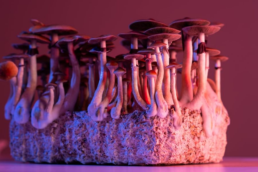 psilocybin research depression