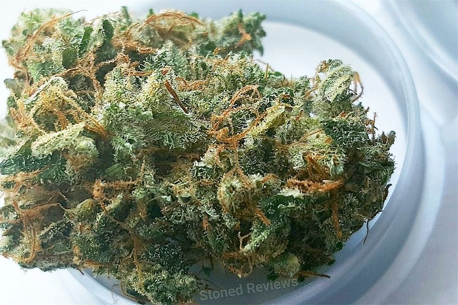 ACDC cannabis strain
