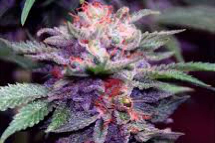 Granddaddy Purple cannabis strain