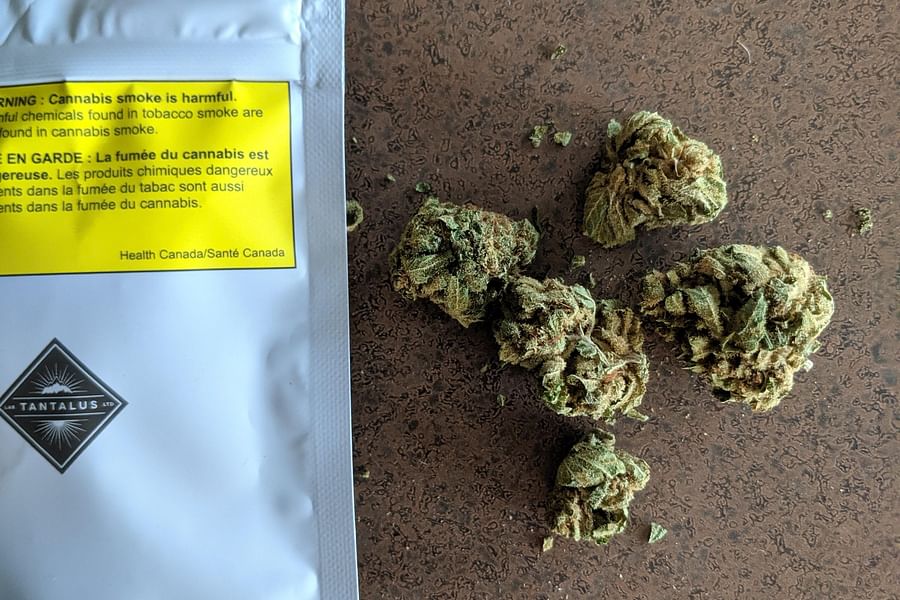 Harlequin cannabis strain