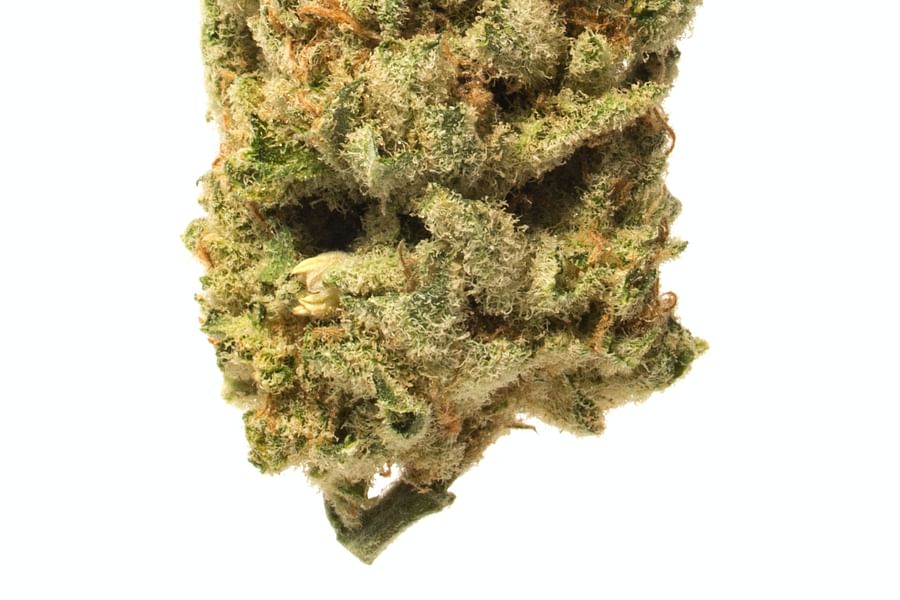 Lamb's Bread cannabis strain