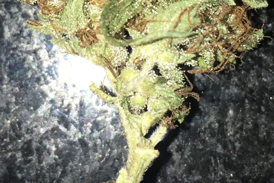 Northern Lights cannabis strain