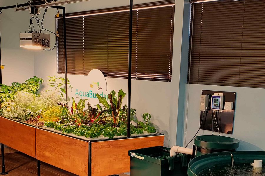 aquaponics system for cannabis