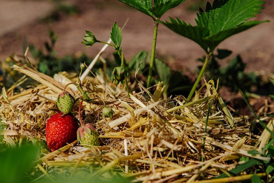 cannabis water conservation techniques