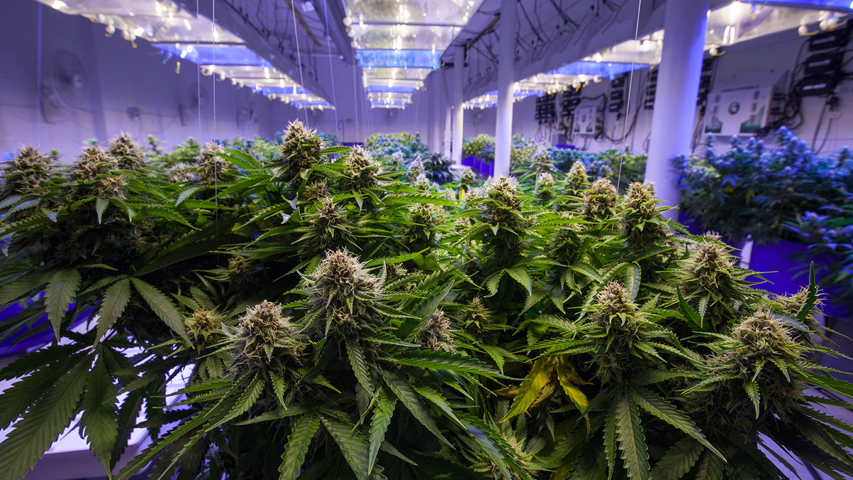 hydroponic cannabis system