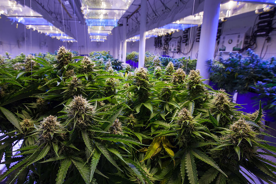 hydroponic cannabis system