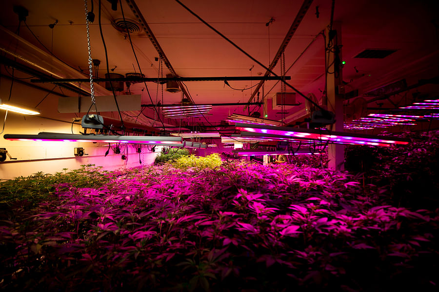 LED grow lights for cannabis