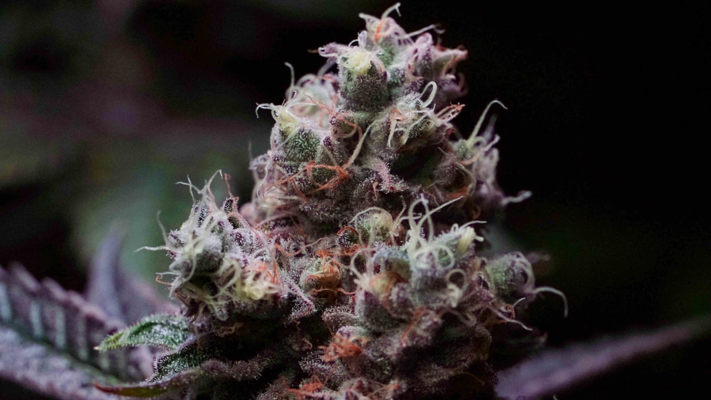 organic nutrients for cannabis