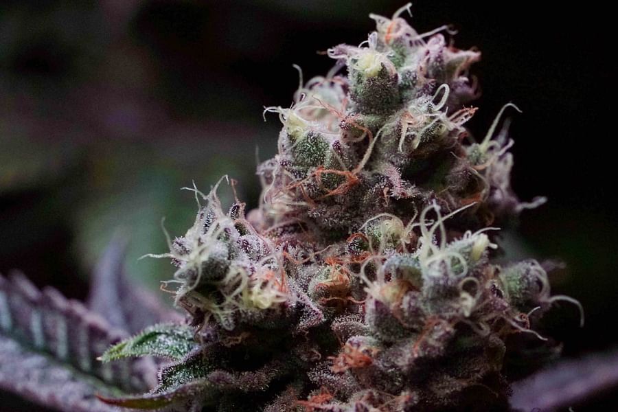 organic nutrients for cannabis