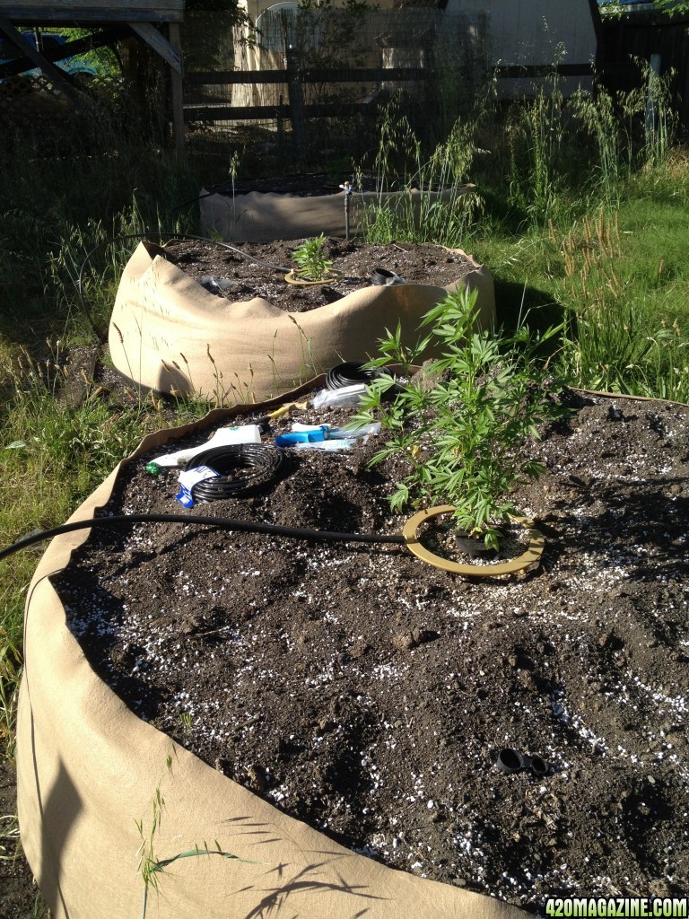 smart pots for cannabis