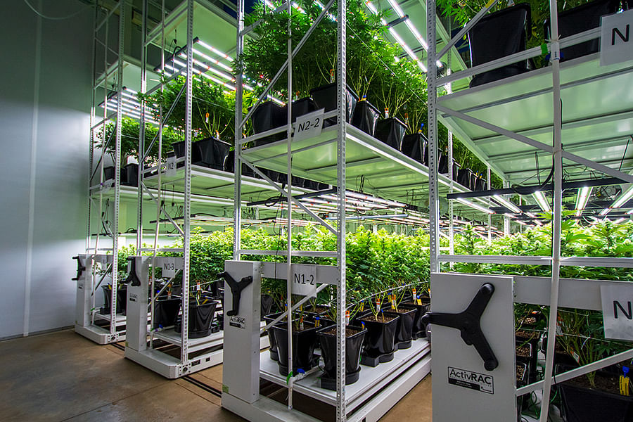 vertical cannabis garden setup