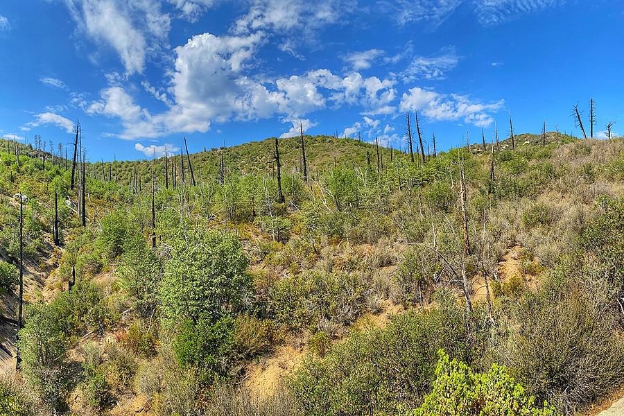 festival reforestation project