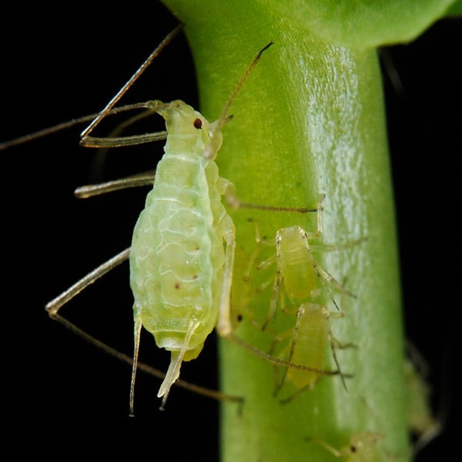 Close-up image of an Aphid, a common pest in marijuana cultivation