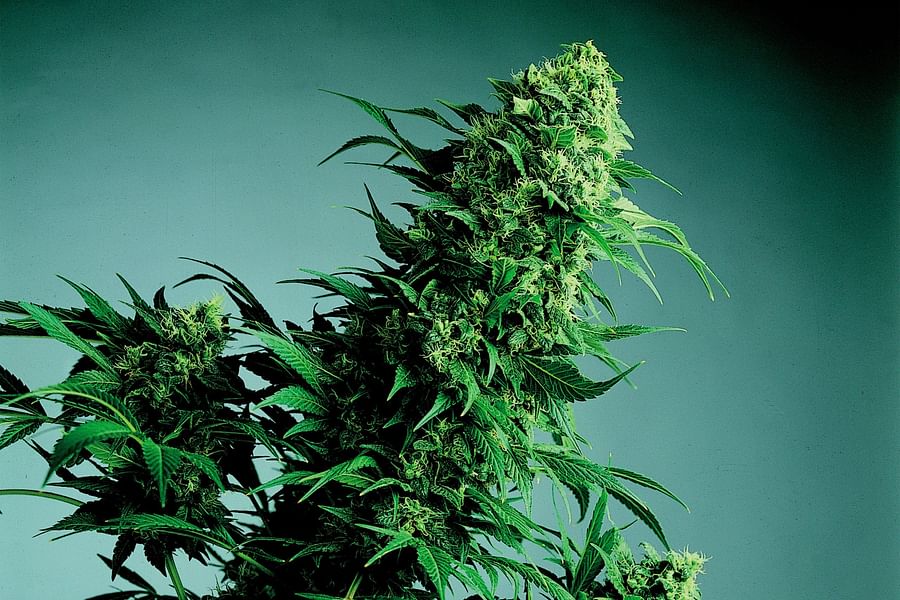 Close-up view of a typical Indica marijuana plant
