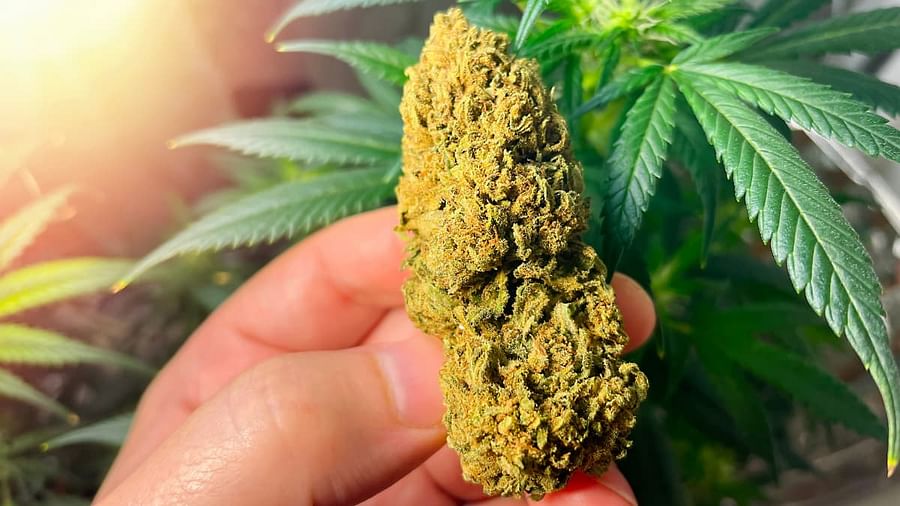 Hybrid marijuana plant in full bloom